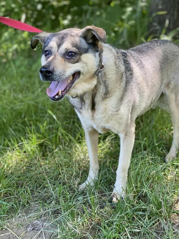 Znaleziono psa, Żywiec, 3 sierpnia 2025 (5/5)