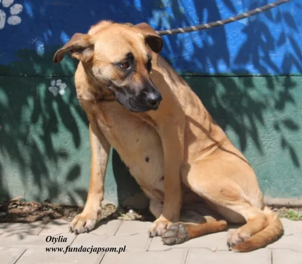 Pies do adopcji, Nowy Dwór Mazowiecki, 3 sierpnia 2025 (2/5)