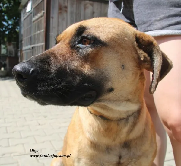 Pies do adopcji, Nowy Dwór Mazowiecki, 3 sierpnia 2025 (1/5)