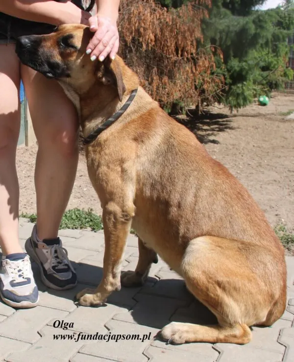 Pies do adopcji, Nowy Dwór Mazowiecki, 3 sierpnia 2025 (2/5)