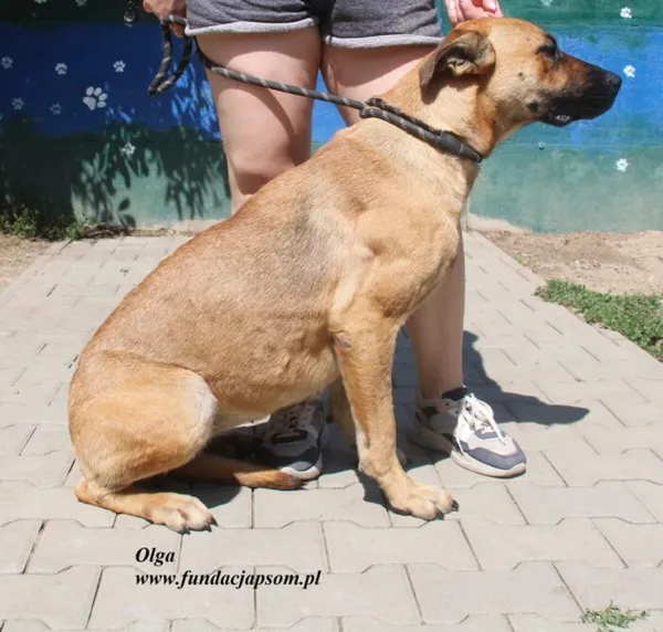 Pies do adopcji, Nowy Dwór Mazowiecki, 3 sierpnia 2025 (5/5)