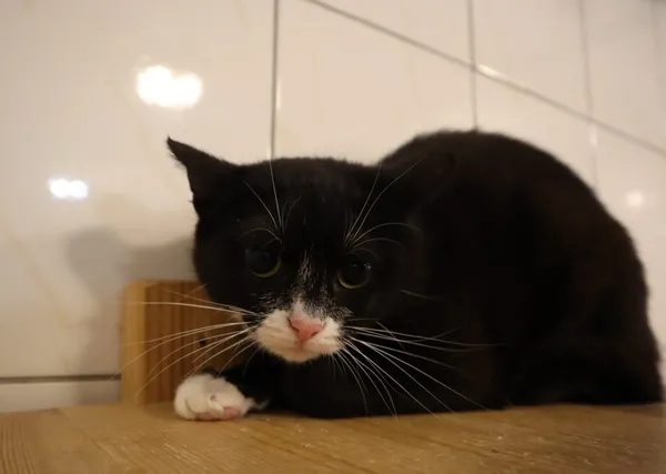 Kot do adopcji, Częstochowa, 7 kwietnia 2025 (1/2)