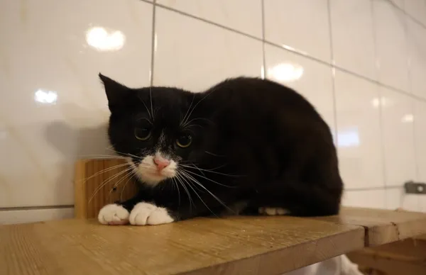 Kot do adopcji, Częstochowa, 7 kwietnia 2025 (2/2)