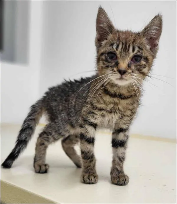 Znaleziono kota, Grudziądz, 4 sierpnia 2025