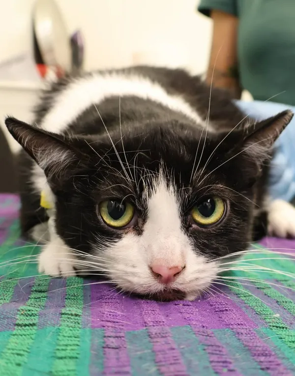 Znaleziono kota, Łódź, 4 sierpnia 2025 (2/2)