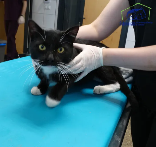 Znaleziono kota, Szczecin, 4 sierpnia 2025