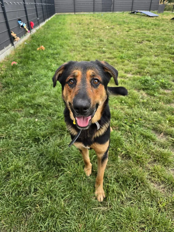 Znaleziono psa, Szczecin, 3 sierpnia 2025 (1/3)