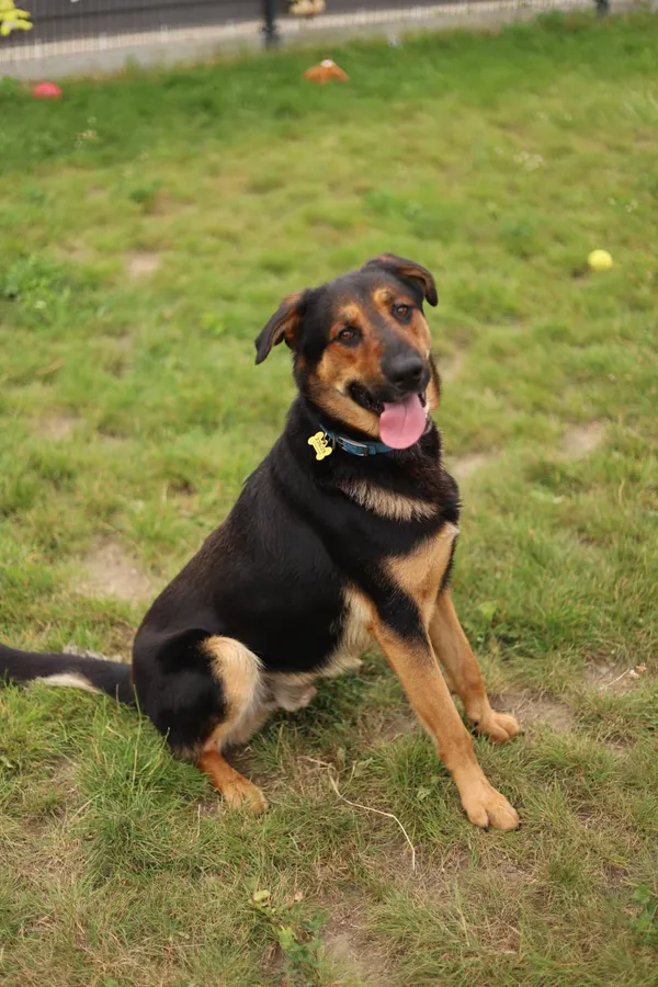 Znaleziono psa, Szczecin, 3 sierpnia 2025 (2/3)