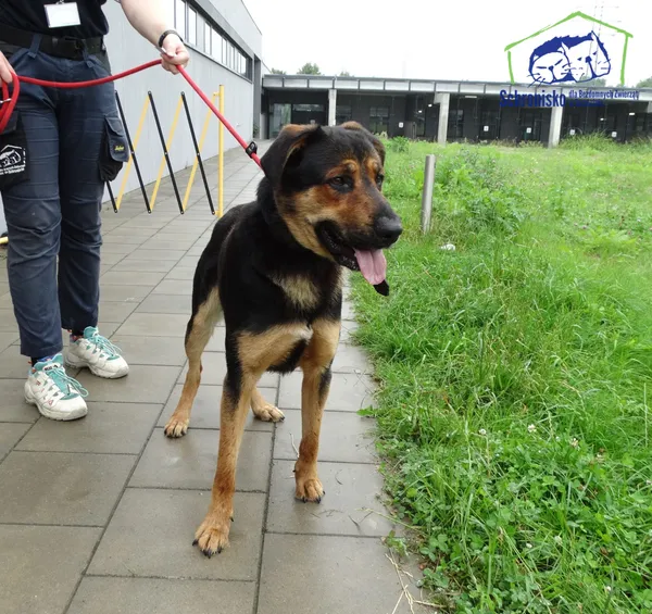 Znaleziono psa, Szczecin, 3 sierpnia 2025 (3/3)