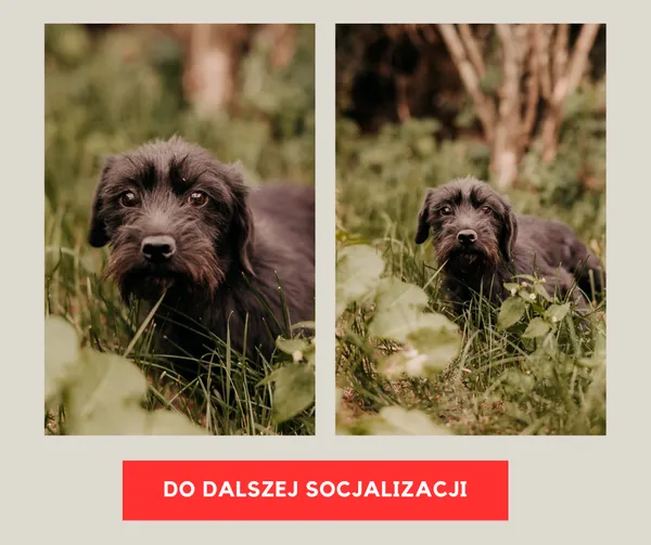 Pies do adopcji, Czartki, 4 sierpnia 2025