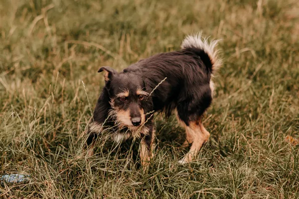 Pies do adopcji, Czartki, 4 sierpnia 2025 (2/5)