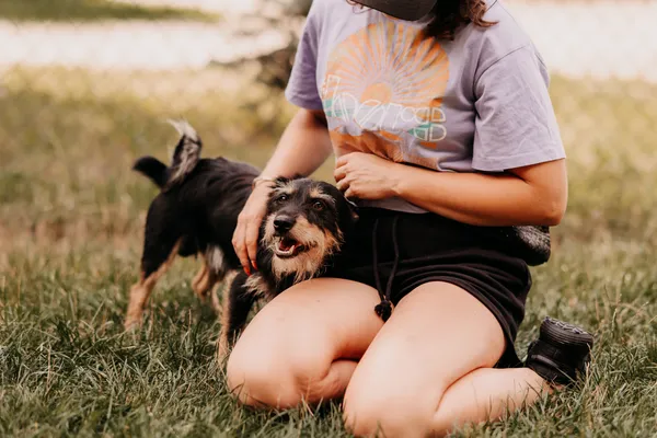 Pies do adopcji, Czartki, 4 sierpnia 2025 (3/5)