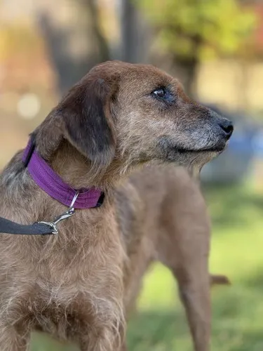 Pies do adopcji, Kraków, 20 lipca 2025 (1/5)