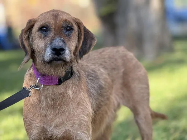 Pies do adopcji, Kraków, 20 lipca 2025 (2/5)