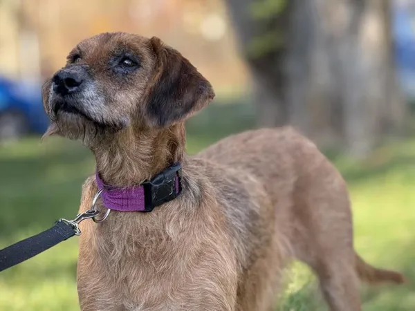 Pies do adopcji, Kraków, 20 lipca 2025 (4/5)