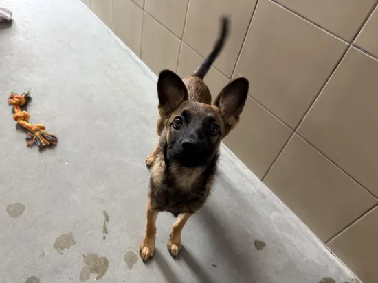 Pies do adopcji, Kraków, 23 lipca 2025