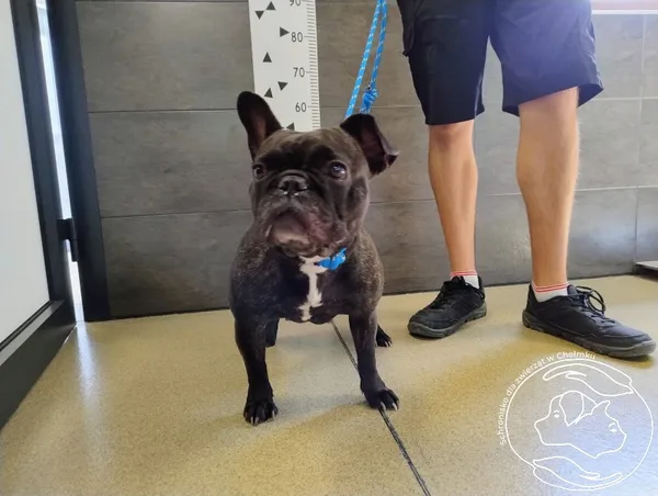 Znaleziono psa, Chełmek, 4 sierpnia 2025