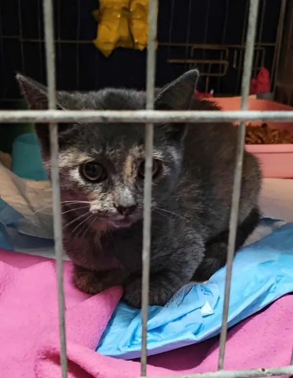 Znaleziono kota, Lublin, 3 sierpnia 2025