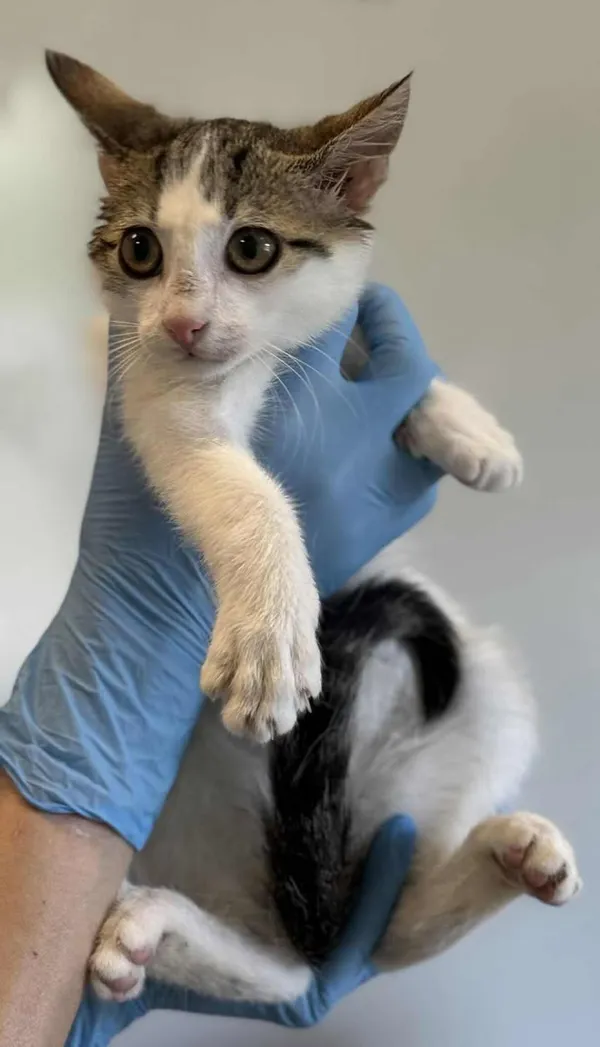 Znaleziono kota, Lublin, 4 sierpnia 2025