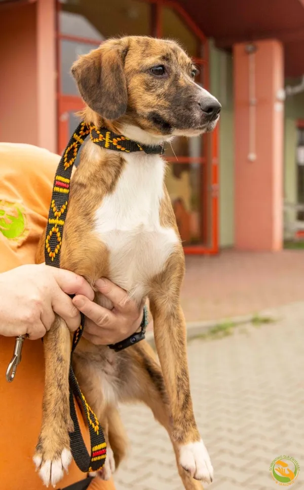 Znaleziono psa, Skałowo, 4 sierpnia 2025 (3/3)