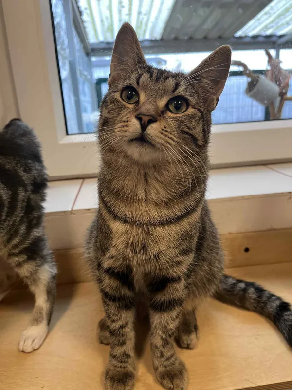 Kot do adopcji, Włocławek, 3 sierpnia 2025 (1/2)