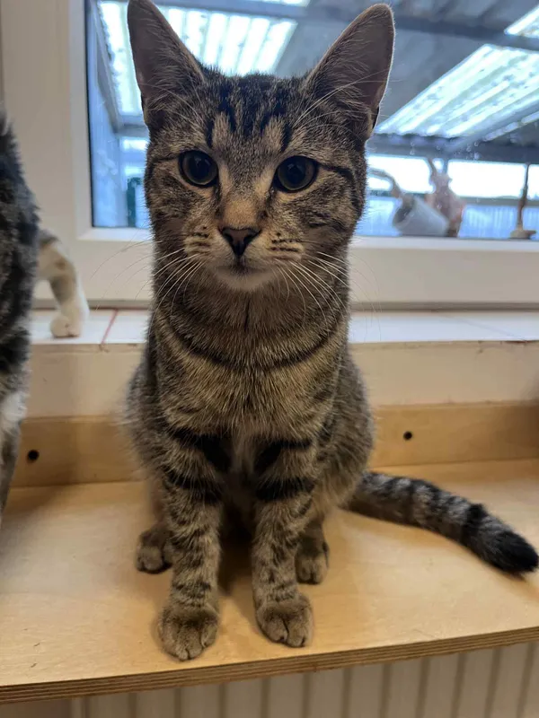 Kot do adopcji, Włocławek, 3 sierpnia 2025 (2/2)