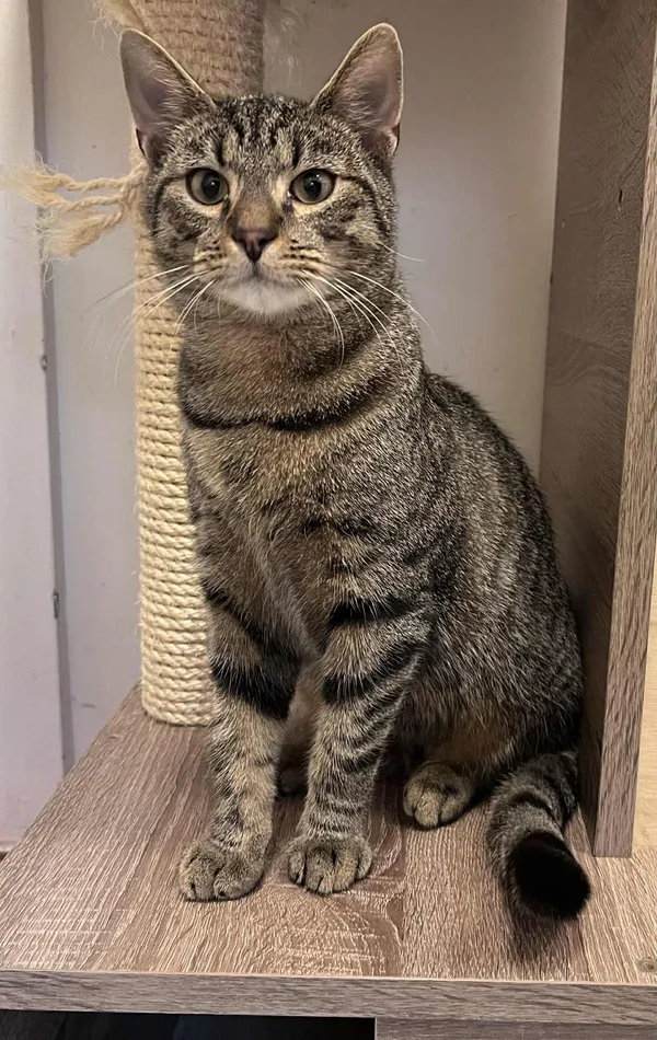 Kot do adopcji, Włocławek, 3 sierpnia 2025 (1/3)