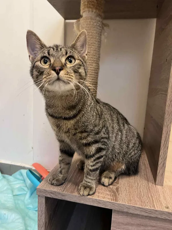 Kot do adopcji, Włocławek, 3 sierpnia 2025 (2/3)