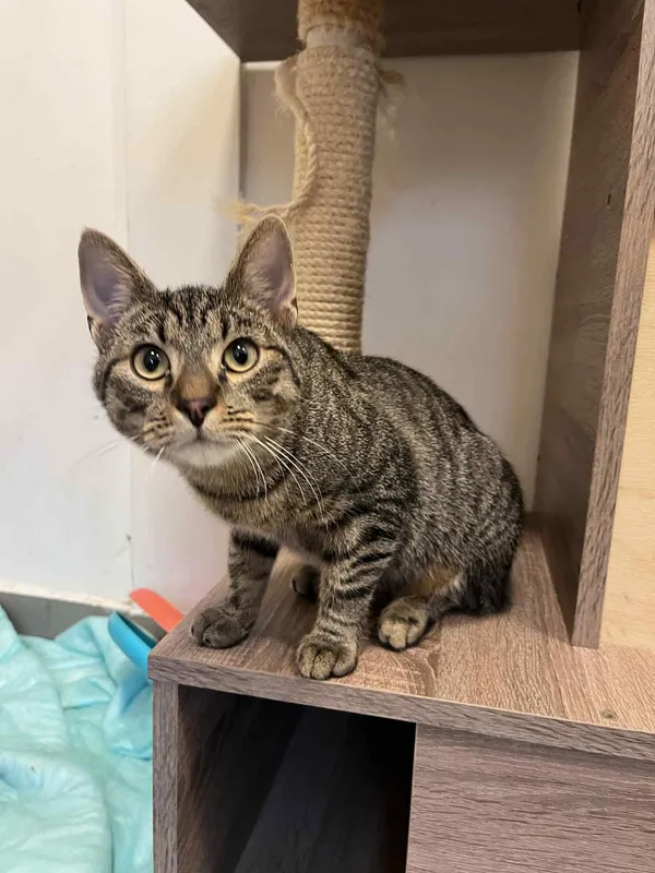 Kot do adopcji, Włocławek, 3 sierpnia 2025 (3/3)