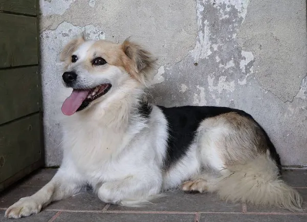 Znaleziono psa, Łódź, 4 sierpnia 2025 (1/5)