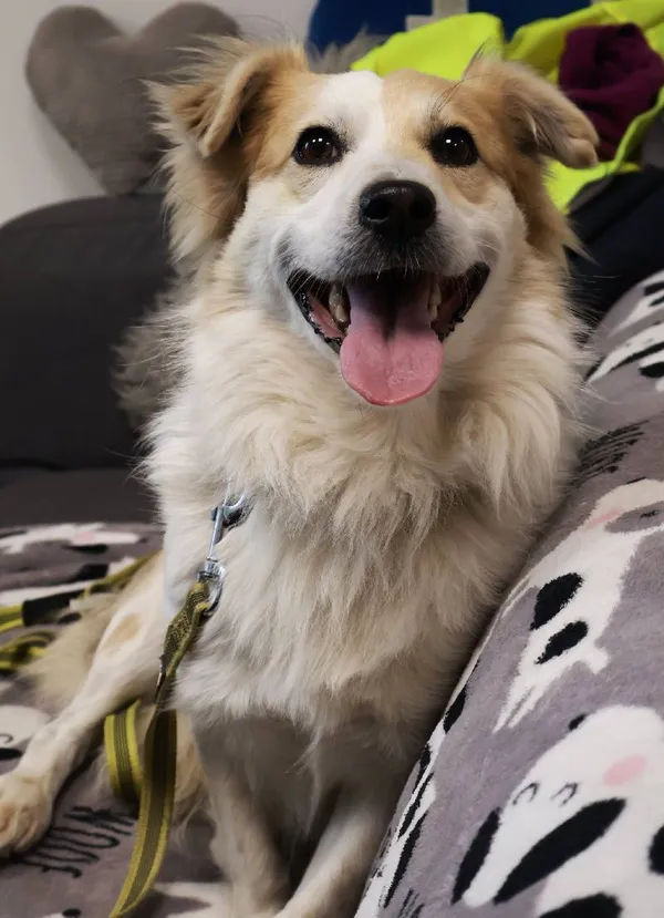 Znaleziono psa, Łódź, 4 sierpnia 2025 (3/5)