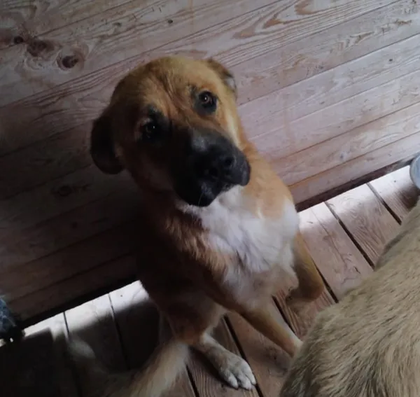 Pies do adopcji, Orzechowce, 4 sierpnia 2025 (1/5)