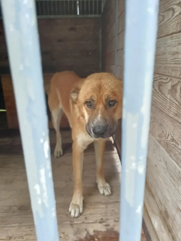 Pies do adopcji, Orzechowce, 4 sierpnia 2025 (3/5)