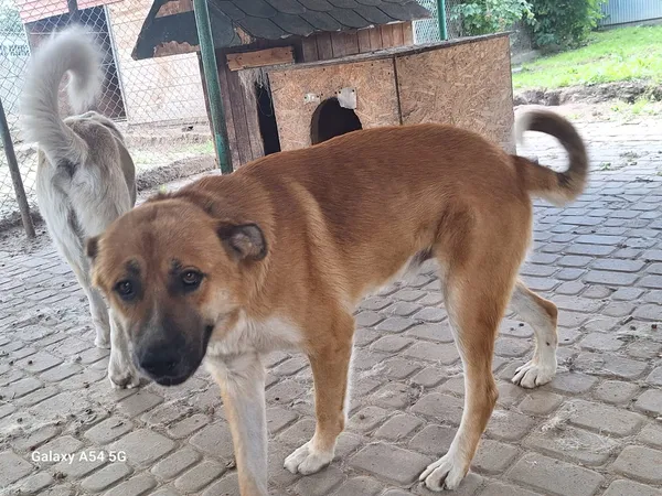 Pies do adopcji, Orzechowce, 4 sierpnia 2025 (4/5)