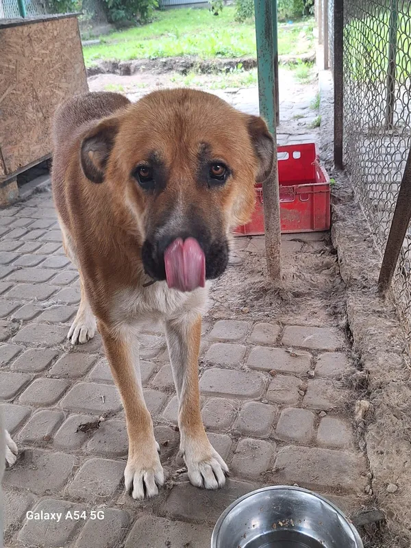 Pies do adopcji, Orzechowce, 4 sierpnia 2025 (5/5)