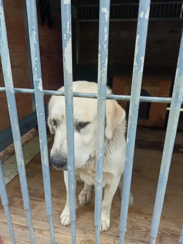 Pies do adopcji, Orzechowce, 4 sierpnia 2025 (1/5)