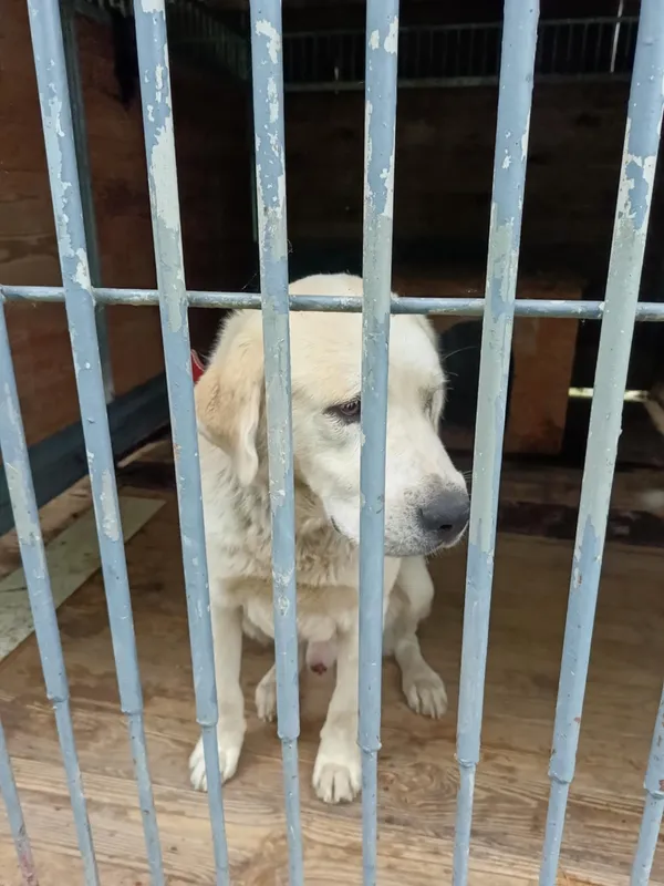 Pies do adopcji, Orzechowce, 4 sierpnia 2025 (2/5)