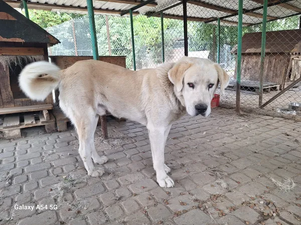 Pies do adopcji, Orzechowce, 4 sierpnia 2025 (3/5)