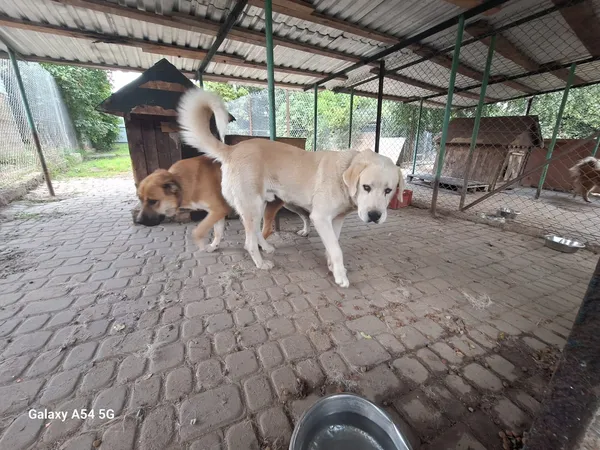 Pies do adopcji, Orzechowce, 4 sierpnia 2025 (4/5)