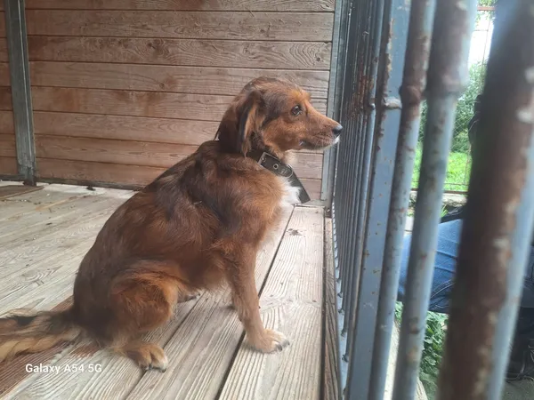 Pies do adopcji, Orzechowce, 3 sierpnia 2025 (2/4)