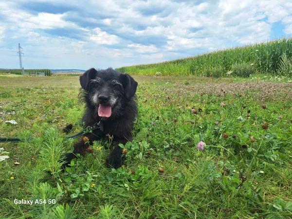 Pies do adopcji, Orzechowce, 13 lipca 2024 (3/5)