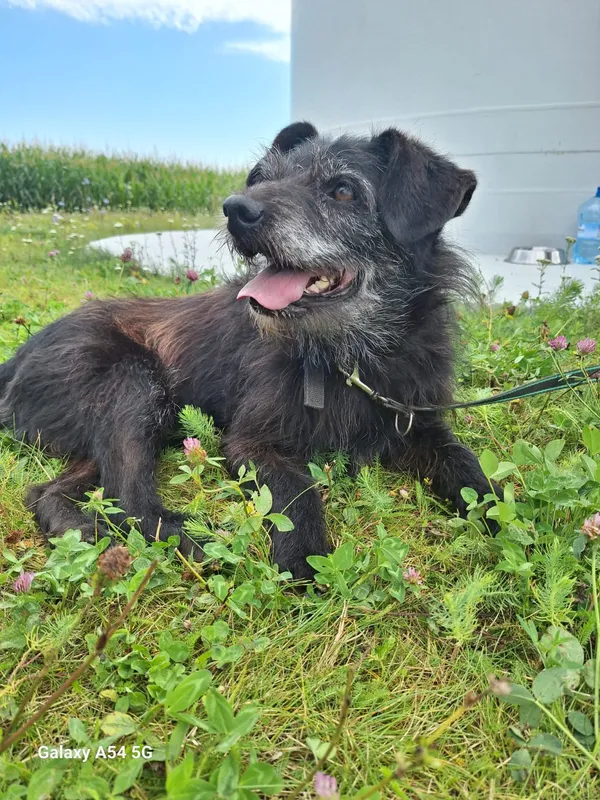 Pies do adopcji, Orzechowce, 13 lipca 2024 (5/5)