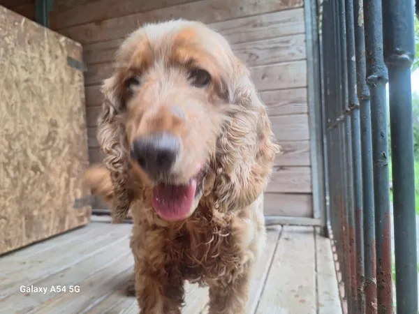 Pies do adopcji, Orzechowce, 4 sierpnia 2025 (1/5)