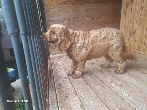 Pies do adopcji, Orzechowce, 4 sierpnia 2025 (4/5)