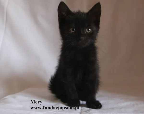 Kot do adopcji, Nowy Dwór Mazowiecki, 4 sierpnia 2025 (1/5)