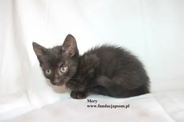 Kot do adopcji, Nowy Dwór Mazowiecki, 4 sierpnia 2025 (5/5)