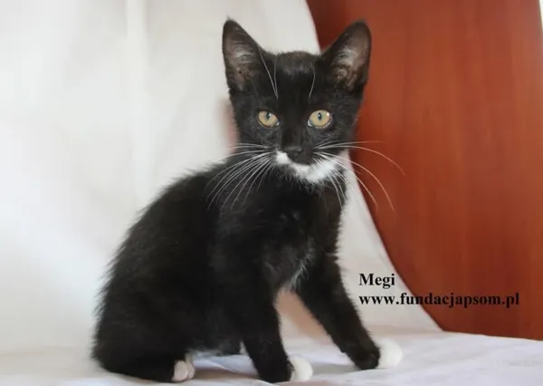 Kot do adopcji, Nowy Dwór Mazowiecki, 4 sierpnia 2025 (1/5)