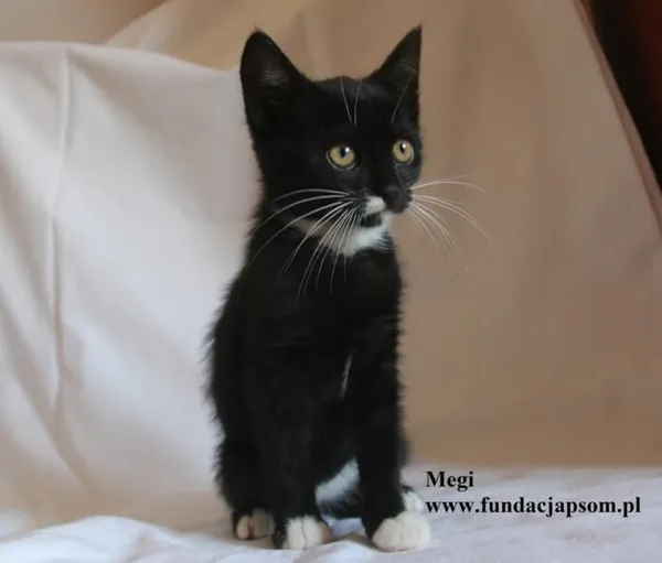 Kot do adopcji, Nowy Dwór Mazowiecki, 4 sierpnia 2025 (2/5)