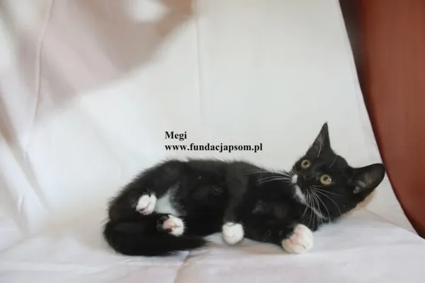 Kot do adopcji, Nowy Dwór Mazowiecki, 4 sierpnia 2025 (3/5)