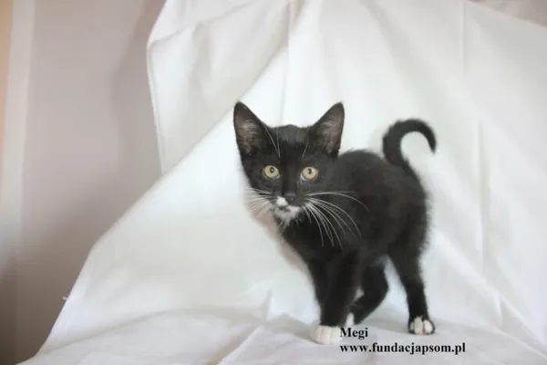 Kot do adopcji, Nowy Dwór Mazowiecki, 4 sierpnia 2025 (4/5)